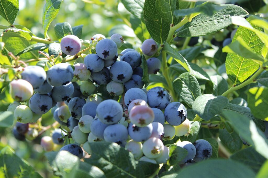 blueberry, fruit, summer-2412112.jpg