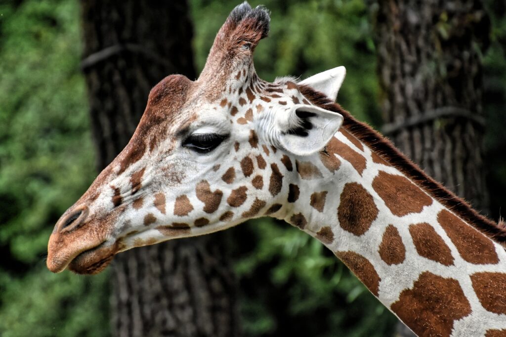 giraffe, zoo, animal-4386975.jpg