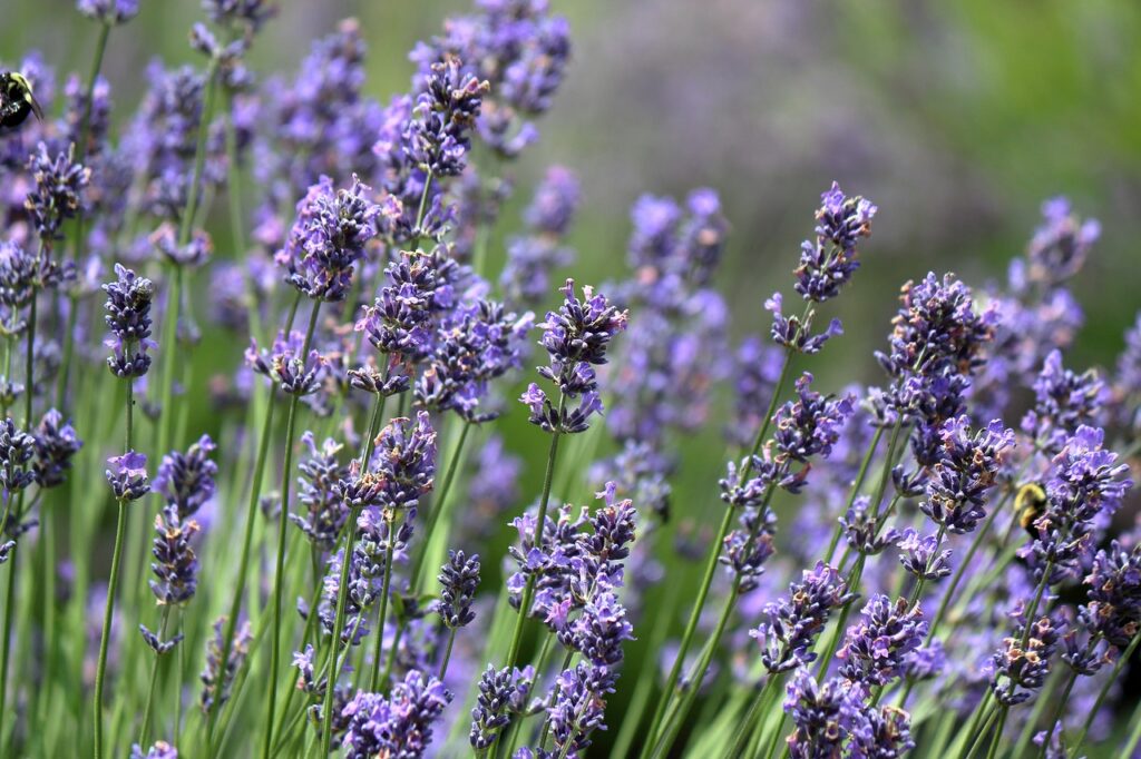 lavendar, field, purple-8088404.jpg