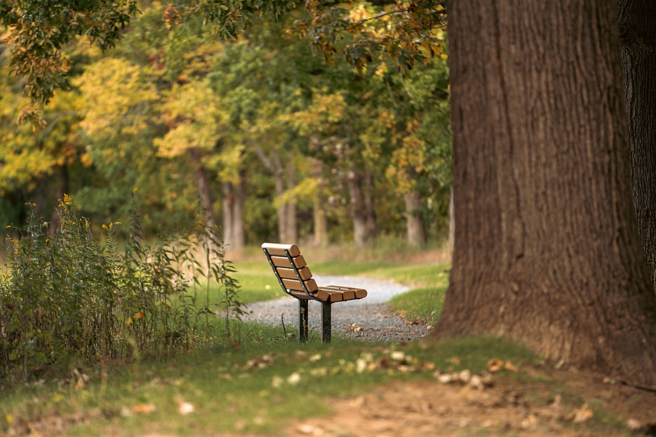 bench, park, path-7513188.jpg