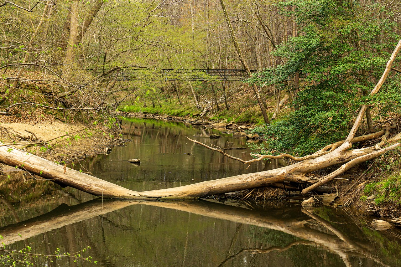 creek, river, stream-5061220.jpg