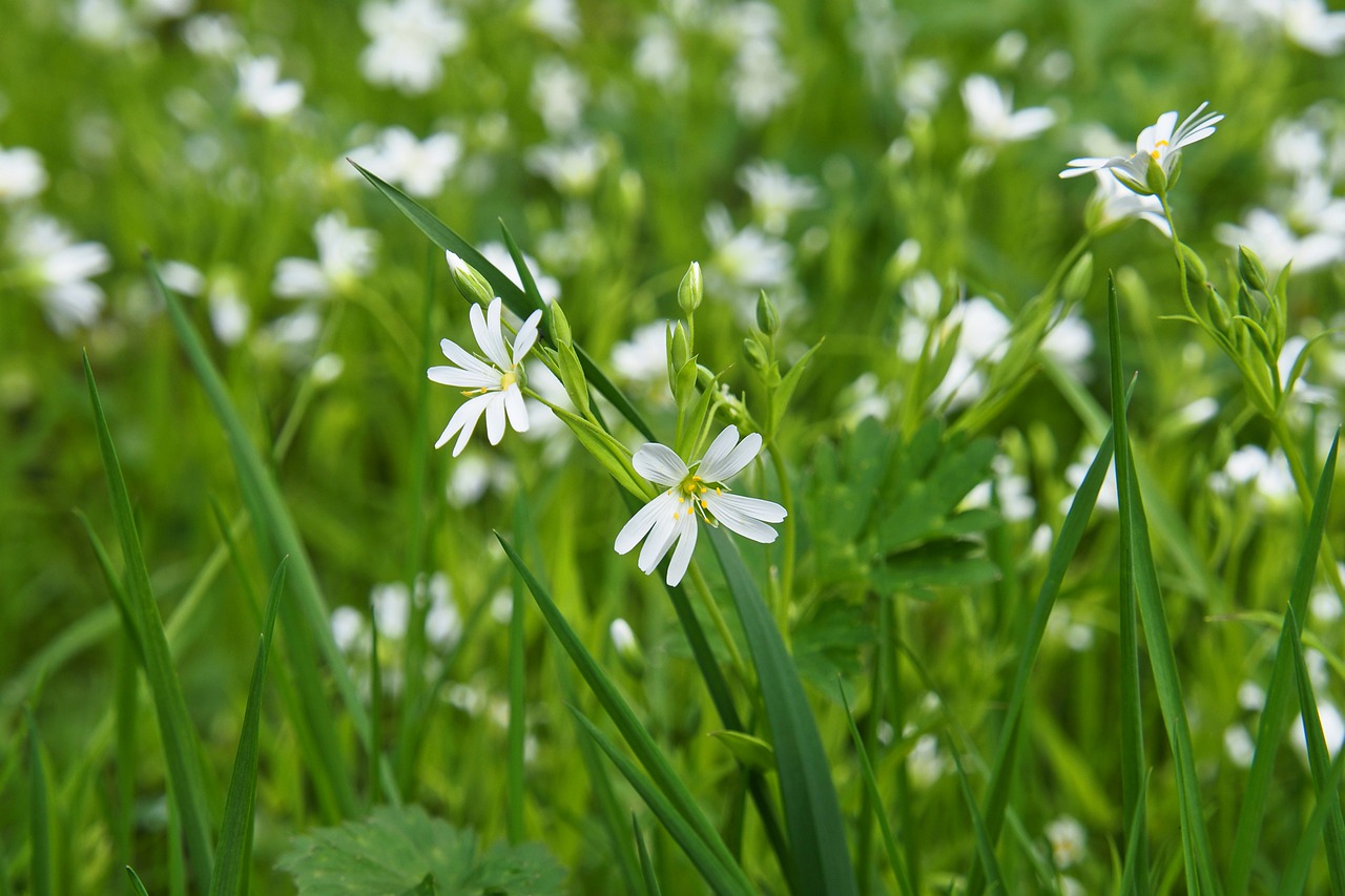 flower meadow, beautiful nature, spring-7955256.jpg