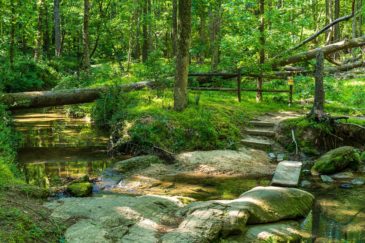 forest trail, stream crossing, rock path-5150605.jpg