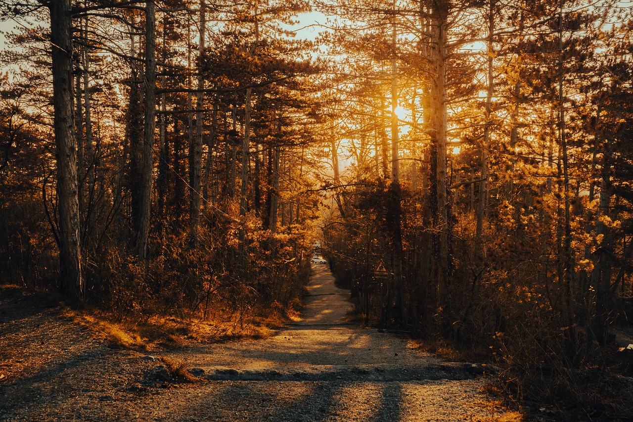 path, wood, trees-7387018.jpg