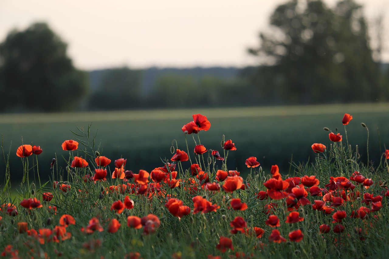 red poppies, flowers, blooming-5206943.jpg