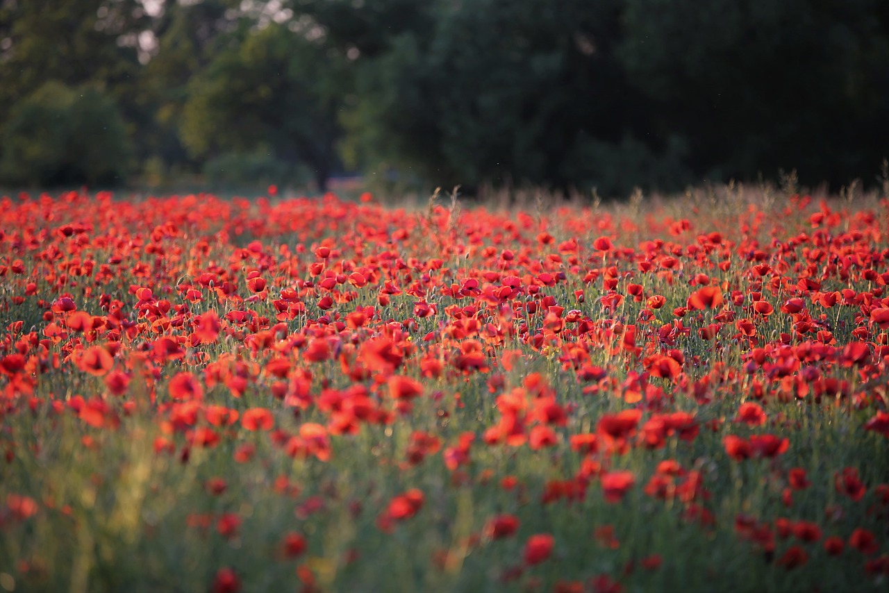 red poppies, meadow, landscape-6310772.jpg