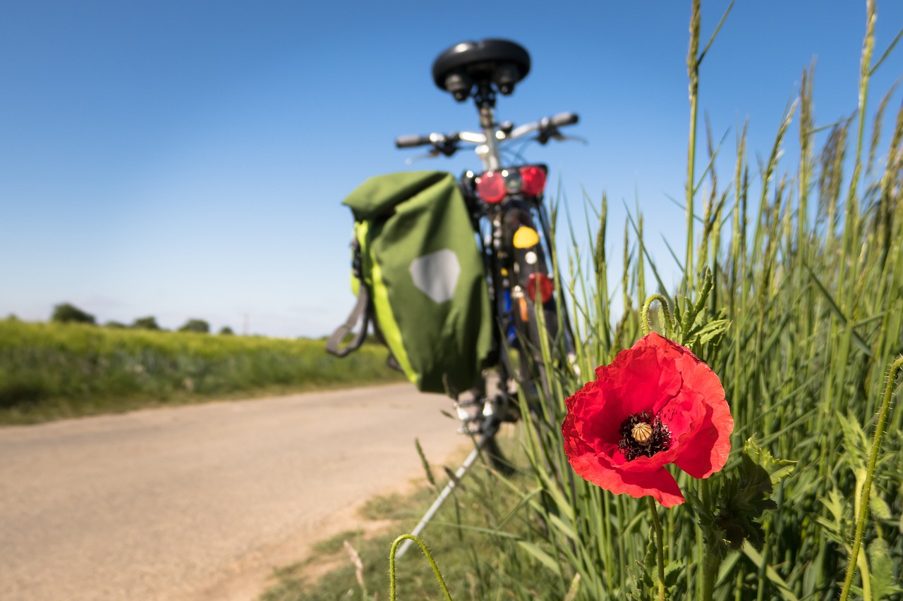 to go biking, poppy, leisure time-5178398.jpg