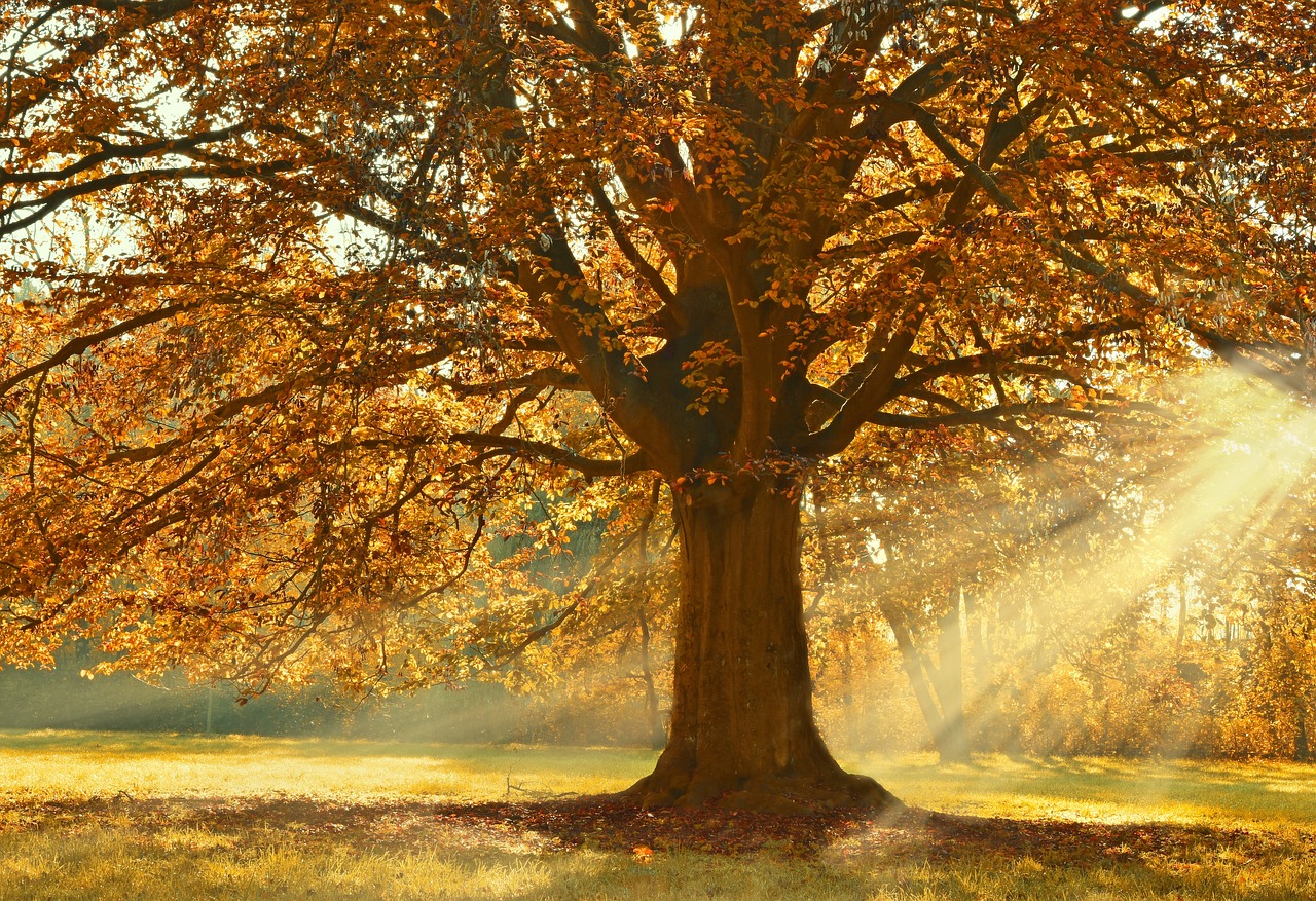 tree, deciduous tree, sunbeams-4637270.jpg