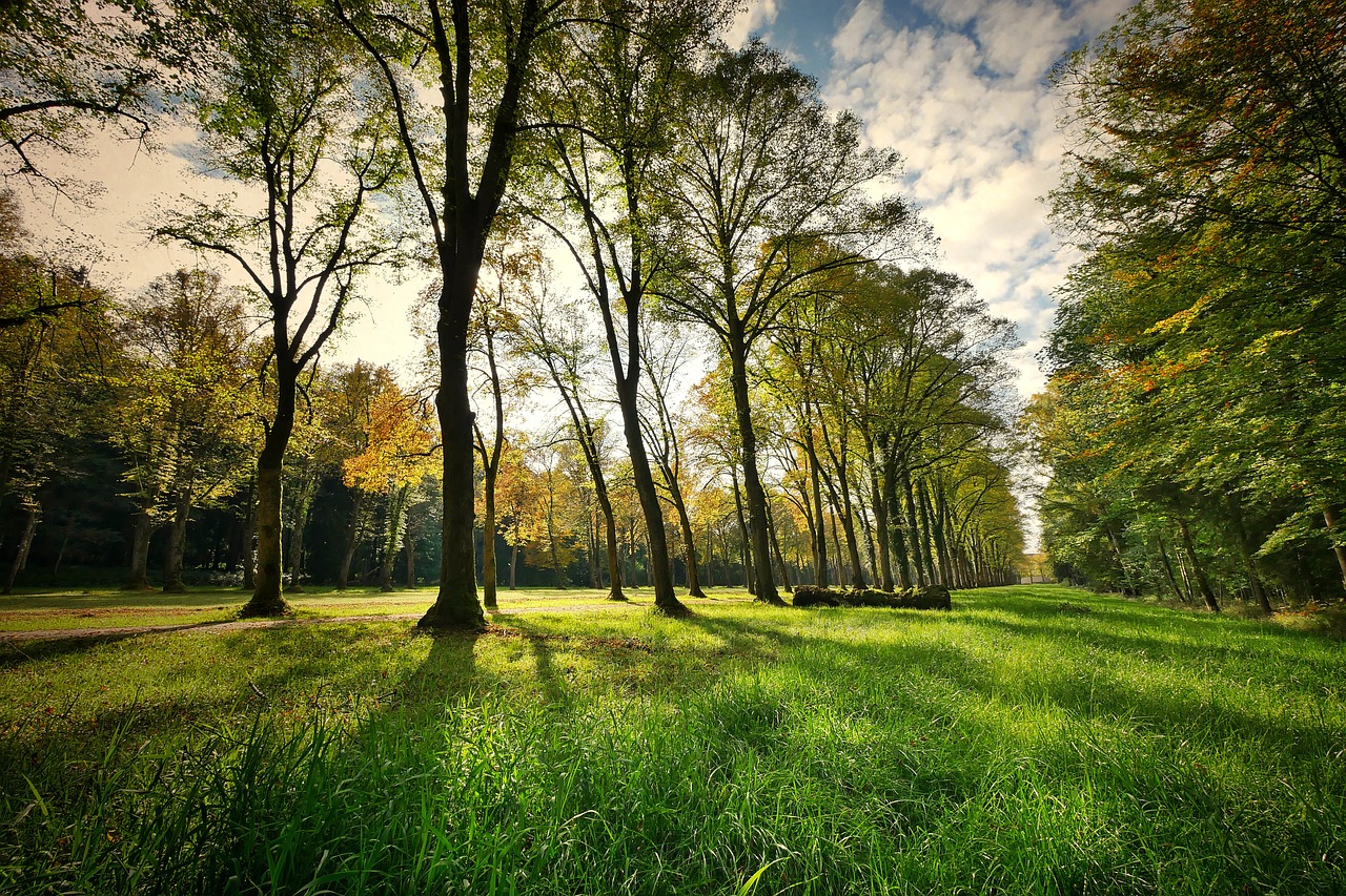 trees, park, nature-3076834.jpg