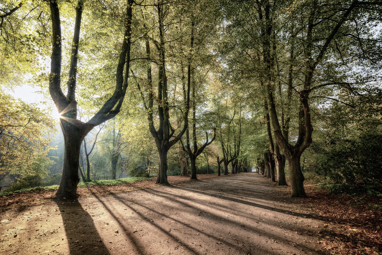 trees sunrise, shadow, nature-3796183.jpg