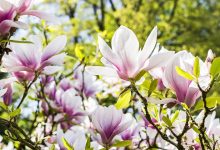 flower, magnolia, nature-3339266.jpg