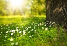 flowers, meadow, sunlight-276014.jpg