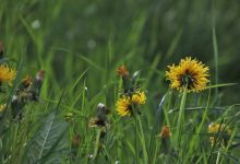 green, dandelion meadow, spring-4161324.jpg