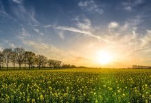 oilseed rape, field of rapeseeds, field-2135026.jpg