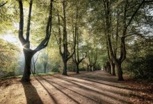 trees sunrise, shadow, nature-3796183.jpg