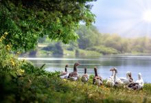 wild geese, birds, lake-3379677.jpg